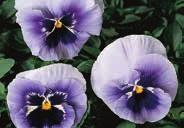 50 PANSIES Grown as annuals, pansies do best in cool, moist, rich soil in partial shade although they will tolerate fairly sunny spots. Use for borders, rockery, and window boxes.