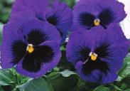 95, 200 seeds $13.95 MATRIX SERIES. About 15 to 20 cm (6 to 8 ) high, spreading out to nearly 20 cm (8 ), with superior branching and larger blooms, held over the foliage. Thicker petals don t curl.