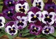 50, 200 seeds $13.95 PLENTIFALL SERIES. Trailing pansy for baskets and containers. Spreads out flat to spill out over the edge. About 20 cm (8 ) high.