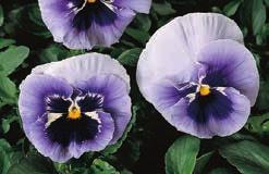 Our blend includes pink, red, wine, blue, and yellow, all with contrasting faces. Pkt (25 seeds) $1.50, 5 g $16.95 8415 Jolly Joker. Spectacular bicolour orange lower petals with purple upper petals.