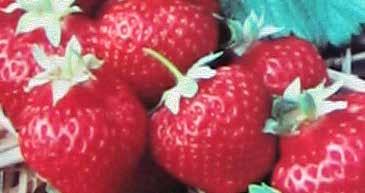 49 4 fruits & onions Raspberry Fall Gold CHARLOTTE. Large blood RED STRAWBERRIES with a candy-sweet taste. Firm good shelf life. Dayneutral ever-bearing. Will need some extra protection. 4908 Pkg.