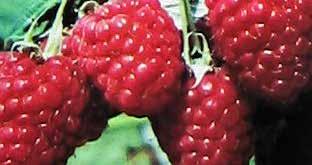 Medium to large, firm, red berries with a mild flavour, borne in July and again in September. Sturdy canes. Fruit appears on first year s growth. Pkg. of 5 canes $16.49 Pkg. of 10 canes $29.99 NEW!