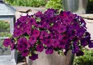 Better base branching than others. 8810 Blue 8811 Deep Pink 8812 White 8813 Red Pkt (75 seeds) $2.50, 500 seeds $11.95 DADDY PETUNIAS. 35 to 40 cm (14 to 16 ) high with large blooms.