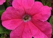 seeds) $1.95, 500 seeds $7.95 SOPHISTICA SERIES. Large grandiflora wavy edged blooms on compact plants, about 25 cm (10 ) high.