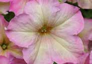 purple-red to black 8805 Twilight smoky mauve, green undersides Pkt (12 seeds) $4.50, 100 seeds $25.95 Petunia Success Violet 861 Carnival Mixed.