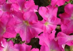 A mix of Grandiflora varieties with large 7 cm (3 ) blooms each with fringed or wavy petals for spectacular display. Pkt (75 seeds) $2.25, 500 seeds $7.95 HANGING PETUNIAS WAVE SERIES.