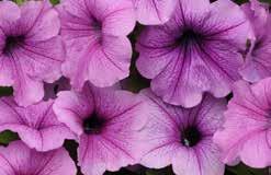 Great for hanging baskets or even as groundcover. Pelleted seed. 892 Purple 891 Pink 8924 Blue 8925 Lavender 890 Misty Lilac lavender-white Pkt (12 seeds) $5.95, 100 seeds $30.