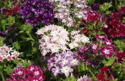 Very hardy; it can be left for years in one spot. 922 Grandiflora Blue. Pkt $2.50 PHLOX An annual, very easy to grow, suitable for borders, window boxes, or rockery.