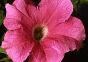 30 cm (12 ) high with 6 to 12 (3 to 5 ) blooms, fully double, frilled, and fluted in a wide range of colours and bicolours. Pkt (60 seeds) $1.95, 500 seeds $16.