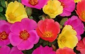 Grow like portulaca. For borders, containers and baskets. 9408 Toucan Hot Mix Pkt (25 seeds) $2.50 RUDBECKIA Grown as annuals, with colorful blooms similar to Brown-eyed Susans.
