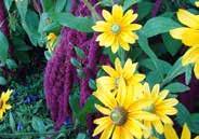 Rudbeckia Prairie Sun page 43 Salvia Fairy Queen Shasta Daisy Crazy Daisy Scabiosa Imperial Mixed Ratibida Yellow page 43 SCHIZANTHUS (Butterfly Flower) Also known as Angel Wings or Poor Man s
