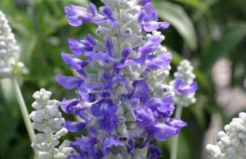 Ideal for borders, beds, or containers. Prefers full sun and rich moist soil. Start indoors early. 9702 Strata. Silver spikes with small clear blue florets and a white calyx.