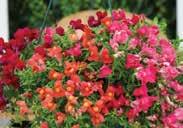 95 KIM SNAPDRAGONS This proven garden performer stays compact, about 28 cm (11 ) high, with colourful flower spikes about 10 cm (4 ) long, and a base-branching habit.