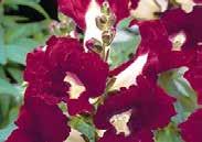 Or treat as an annual and start indoors in March. 987 Stachys Lanata. Pkt (50 seeds) $2.50 SNAPDRAGON (Antirrhinum) Very popular annuals with large spikes of ruffled florets ideal for cutting.
