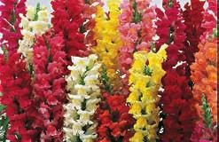Extra dwarf, about 20 cm (8 ) high with flared open florets like butterflies. Bright, clear mixed colours. Pkt (75 seeds) $0.95, 500 seeds $7.