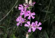 Ideal for rock-gardens and containers. Needs full sun and well-drained soil. Petrorhagia illyriaca. 1047 Pink Starlets. Pkt (25 seeds) $2.