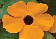 Pkt (15 seeds) $2.50 TITHONIA (Mexican Sunflower) 1048 Goldfinger. About 60 to 90 cm (24 to 36 ) high, with intense orange, single, daisy-style flowers that appear in July.