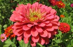 50 1068 Siberian striking orange. Pkt (100 seeds) $2.50 ZINNIAS These very popular annuals are easy to grow and produce lots of bright color all summer.