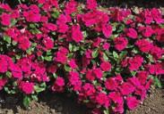 Pkt (25 seeds) $2.95. 1062 Rosea Mixed. 30 to 45 cm (12 to 18 ) high; up to 45 cm (18 ) across. Formula blend of bright colors. Pkt (75 seeds) $1.50 CORA SERIES.