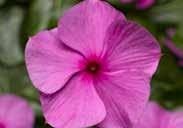 Bushy plants about 35 cm (14 ) high, with large bright blooms with overlapping petals for complete colour. An award winner. Pkt (50 seeds) $2.50 MEDITERRANEAN TRAILING SERIES.