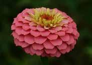 Pompom style, semi-double, symmetrical blooms, 3 1/2 cm (1/1/2 ) across, borne on bushy plants, 40 to 60 cm (16 to 24 ) high. Long bloomer. Pkt (40 seeds) $1.50 1165 Cupid Mixed.