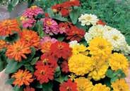 60 cm (24 ) high with 5 cm (2 ) fully double flowers borne on long stems, ideal for cutting. Mixed colors. Blooms all summer. Pkt (40 seeds) $1.50 Zinnia Zahara Starlight Rose 1177 State Fair Mixed.