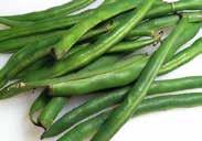 (68 days) Long pods, about 15 to 20 cm (6 to 8 ), start out green and change color as they mature to a red, cream and yellow streaked pod. Use green like Limas, or shell in the fall for dried beans.