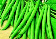 (55 days) A heavy yielder of straight, smooth-skinned, round green pods about 15 cm (6 ) long, with white seeds. Very tender and meaty. Recommended for freezing. HEIRLOOM VARIETY. Pkt $1.50, 75 g $2.