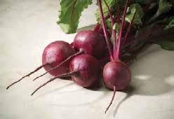 (55 days) Round golden roots used for soups, salads, or pickles. Does not bleed like other beets. Pkt (75 seeds) $2.25, 10 g $8.50, 25 g $17.95 117 Detroit Dark Red.