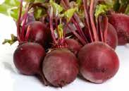 Develops early ideal for smooth baby beets. Disease resistant. Pkt (75 seeds) $1.50, 25 g $9.25, 100 g $19.50 125 Cylindra.
