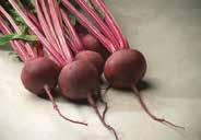 50, 25 g $5.25, 100 g $7.95, 400 g $17.95 Beet Cyndor 1255 Cyndor Cylindra. (55 days) Similar to above but with more uniform roots and a sweeter flavour. Pkt (75 seeds) $1.50, 25 g $9.25, 100 g $19.