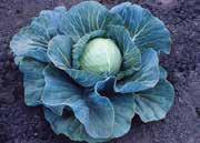 (70 days from set out) A widely used summer cabbage, quite early, with firm, round heads, about 15 cm (6 ) across and weighing about 2 Kg (4 1/2 lbs).