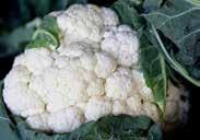 Cauliflowers should be rotated to a new spot in the garden each year. 147 Stardust.