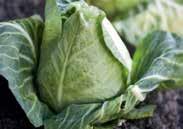 95, 200 seeds $29.50 CABBAGE This vegetable thrives in cool weather and with ample moisture during dry periods. Start indoors so that the heads will mature before the hot weather.