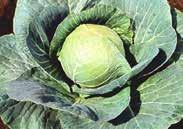 They remain firm without splitting for a long time. Excellent for coleslaw, kraut, and fresh use. Pkt (50 seeds) $2.50, 500 seeds $7.95, Pkg. 1000 seeds $9.95 Chinese Cabbage 132 Golden Acre.