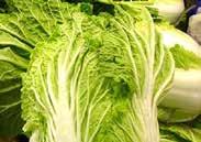 Pkt (300 seeds) $1.50, 15 g $4.95, 25 g $6.95, 100 g $11.50 133 Jersey Wakefield. (63 days from set out) A very early summer cabbage with conical heads, about 17 cm (7 ) long, and dark green leaves.