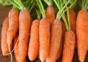 1642 Triton. (66 days) A hybrid Imperator carrot with long 22 cm (9 ) roots medium orange, with a semiblunt tip. Great flavour, nice texture and strong tops. Pkt (250 seeds) $1.95, 10 g $8.