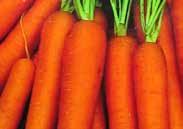 95, 10 g $8.95, 25 g $19.50, 100 g $74.00 Carrot Kuroda 165 Atlas. (77 days) Round gourmet carrots about the size of a golf ball. Quite sweet with high carotene levels and vitamin A potential.