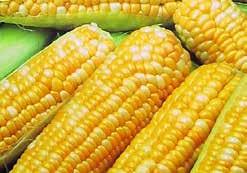 Exceptionally tender kernels with a superior sweet flavour that holds well after harvest. Cobs are about 20 cm (8 ) long. DO NOT PLANT TOO EARLY! WARM SOIL IS ESSENTIAL. Pkt $1.50, 50 g $5.