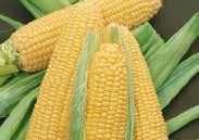 39 173 Ornamental Corn Flint (Fiesta). (100 days) Multicolored kernels on 22 cm (9 ) cobs. For ornamental use. Pkt $1.50, 50 g $4.99 1824 Strawberry Popcorn.