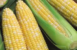 Pkt $1.50, 50 g $2.89, 125 g $4.99, 400 g $15.49 1827 Northern Xtra-Supersweet. (67 days) This supersweet variety is quite early for this type of corn.