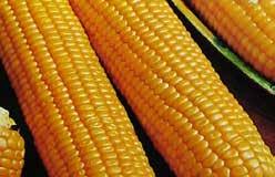 (75 days) A Supersweet corn early enough for the Prairies. Cobs are about 20 cm (8 ) long with exceptionally sweet kernels that stay that way longer than other varieties.