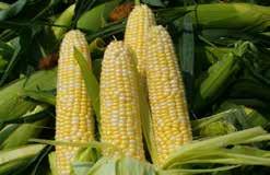 (75 days) Synergistic bicolour corn with large blocky 20 cm (8 ) ears filled with tender, sweet yellow and white kernels.