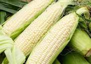 99 180 Sunny Vee Hybrid. (66 days) A particularly early variety, ideal for our climate, with 17 cm (7 ) cobs. Recommended for freezing. Quite sweet with good storage qualities. Pkt $1.50, 75 g $2.