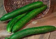 95, 500 seeds $13.95 192 Salad Bush Hybrid. (57 days) A very compact variety ideal for limited space gardens or for growing in containers. Straight, dark green slicing cucumbers about 20 cm (8 ) long.