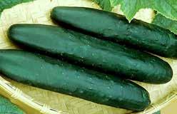 (68 days) Fruit is about 25 cm (10 ) long and 6 cm (2 1/2 ) in diameter, with a dark green skin. Disease resistant, vigorous and a heavy yielder. HEIRLOOM VARIETY. Pkt (125 seeds) $1.50, 15 g $4.
