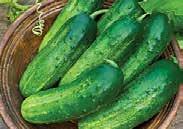 95 NEW! 1938 Gherking. (50 days) Very high yields of bitter-free little pickling cucumbers. Produces lots of crisp fruit without insect pollination. Very early. Grow on trellis for best results.