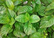 (90 days) Used for soups, stews, and salads. About 40 cm (16 ) high with green leaves and white flowers. Can be grown in full sun, partial shade, or pots. Pinch tips to encourage bushy plants.