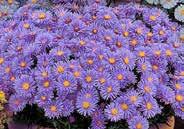 Aster Wood s Blue Bergenia Red Beauty Begonia Double Red Begonia Pendula Pink Aster Wood s Pink ARUM An exotic plant for container growing or special flower beds.