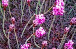 About 20 cm (8 ) high, with grassy evergreen leaves and balls of tutone rose-pink flowers. Armeria maritima Rubrifolia. 4951 Armeria each $4.
